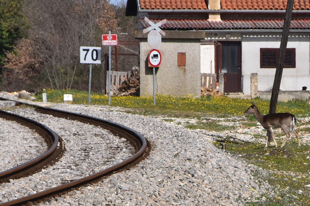 Samo minutu prije prolaska vlaka, srne prešle prugu u Šijani (snimio Duško MARUŠIĆ ČIČI)